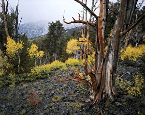 Great Basin Prints: MOUNT MORIAH WILDERNESS, NEVADA. USA. Bristlecone pine snag (Pinus longaeva) & aspen