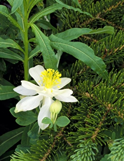 Images Dated 23rd April 2010: Mount Naomi Wilderness, Utah. USA. Colorado columbine (Aquilegia caerulea) & Engelmann