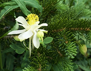 Images Dated 30th July 2007: MOUNT NAOMI WILDERNESS, UTAH. USA. Colorado columbine (Aquilegia caerulea) & Engelmann