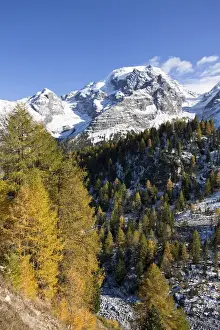 Images Dated 15th October 2009: Mount Ortler (3905m) in south tyrol with yellow larch trees and snow seen from valley trafoi