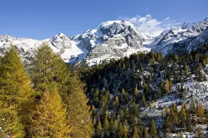 Larix Prints: Mount Ortler (3905m) in south tyrol with yellow larch trees and snow seen from valley trafoi