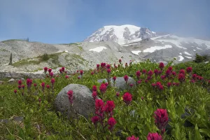 Mount Rainier, lavender paintbrush