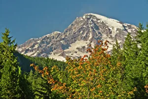 Deciduous Prints: Mount Rainier from Longmire, Mount Rainier National Park, Washington, USA