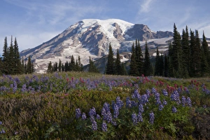 Images Dated 17th August 2009: Mount Rainier National Park, Mount Rainier