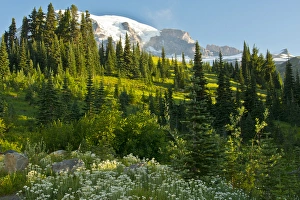 Images Dated 19th August 2016: Mount Rainier, from Paradise, Mount Rainier National Park, Washington, USA