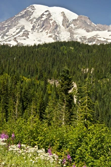 Pearly Everlasting Prints: Mount Rainier, Reflection Lakes area, mount Rainier National Park, Washington, USA
