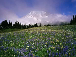 Images Dated 24th August 2004: Mount Rainier with a sea of wildflowers and pink, transparent clouds that cloak the
