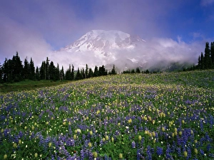 Images Dated 24th August 2004: Mount Rainier with a sea of wildflowers and pink, transparent clouds that cloak the