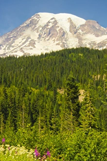 Pearly Everlasting Prints: Mount Rainier and Wildflowers, Louise Lake Area, Mount Rainier National Park, Washington