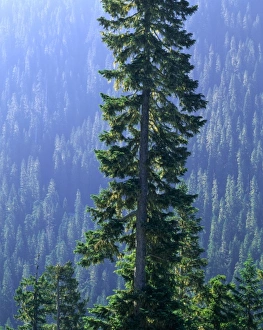Life Science Prints: MOUNT RANIER NATIONAL PARK, WASHINGTON. USA. Old-growth forest above Chinook Creek
