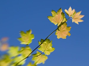 Mount Saint Helens, Washington. Tree leaves and branhes