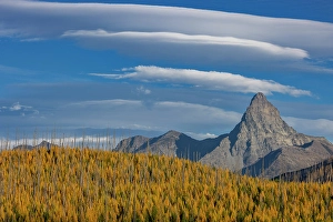 Tamarack Prints: Mount St. Nicholas with autumn larch trees in Glacier National Park, Montana, USA