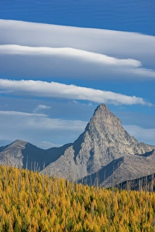 Tamarack Prints: Mount St. Nicholas with autumn larch trees in Glacier National Park, Montana, USA