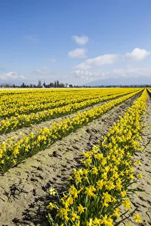 Northwest Prints: Mount Vernon, Skagit Valley, Washington, daffodil field