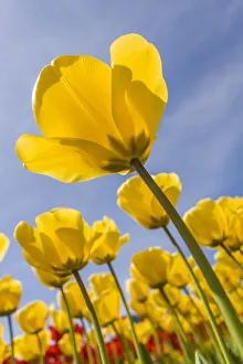 Images Dated 16th February 2019: Mount Vernon, Washington State, USA. Tulip garden