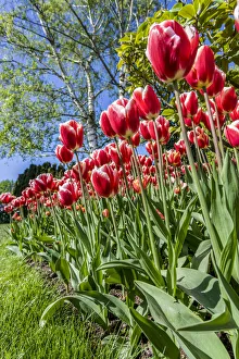 Roozengaarde Prints: Mount Vernon, Washington State, USA. Tulip garden