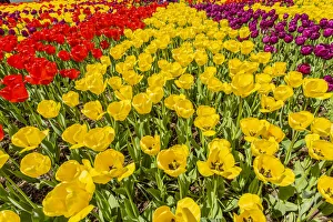 Images Dated 13th January 2022: Mount Vernon, Washington State, USA. Tulip garden