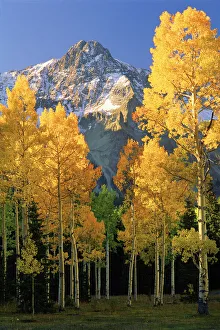 Steve Mohlenkamp Prints: A mountain actually named unnamed 13334 flanked by Fall Aspen trees in