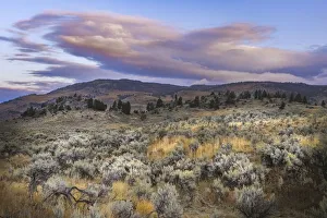 Lamar Valley Prints: Mountain big sagebrush at sunrise, Lamar Valley, Yellowstone National Park, Wyoming