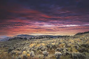 Mountain big sagebrush at sunrise, Lamar Valley, Yellowstone National Park, Wyoming