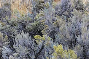 Mountain big sagebrush, Yellowstone National Park, Wyoming