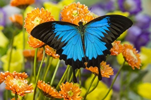Golden Prints: Mountain Blue Butterfly, Papilio ulysses