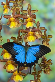Images Dated 29th November 2014: Mountain Blue Swallowtail of Australia, Papilio ulysses