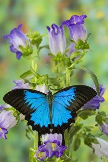 Mountain Blue Swallowtail of Australia, Papilio ulysses