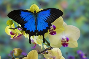 Butterfly Prints: Mountain Blue Swallowtail of Australia, Papilio ulysses