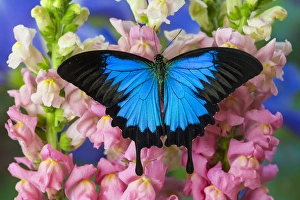 Mountain Blue Swallowtail of Australia, Papilio ulysses