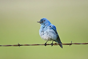 Bluebird Prints: Mountain Bluebird