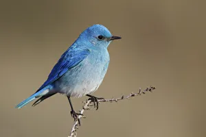 Bluebird Prints: Mountain Bluebird
