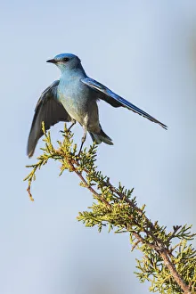 Mountain bluebird