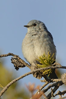 Bluebird Prints: Mountain Bluebird, Sialia currucoides, Yellowstone National Park, Montana / Wyoming