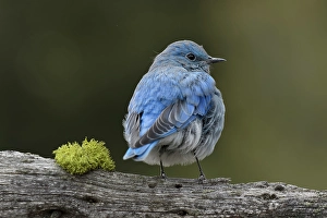 Bluebird Prints: Mountain bluebird, Yellowstone National Park, Montana