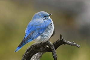 Bluebird Prints: Mountain bluebird, Yellowstone National Park, Montana