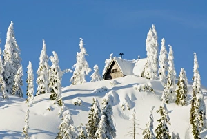 Plantae Prints: Mountain cabin among snow-laden trees, Seymour Mountain, British Columbia