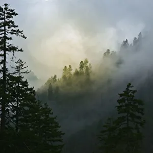 Smoky Prints: Mountain Clouds at Newfound Gap, Smoky Mountains National Park, Tennessee, USA