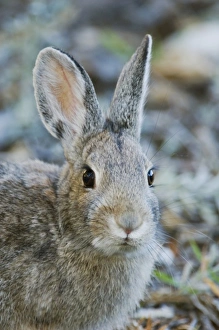 Coat Prints: Mountain Cottontail, Sylvilagus nuttalii, adult, Rocky Mountain National Park, Colorado