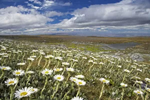 Images Dated 10th January 2006: Mountain Daisies, Old Woman Conservation Area, Central Otago, South Island, New Zealand