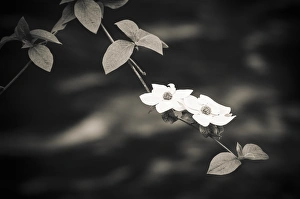 Images Dated 22nd May 2011: Mountain Dogwood (Cornus nuttallii) above the Merced River, Yosemite National Park