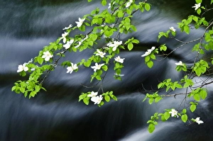 Cornus Nuttallii Prints: Mountain Dogwood (Cornus nuttallii) above the Merced River, Yosemite National Park