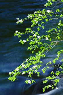 Images Dated 23rd May 2011: Mountain Dogwood (Cornus nuttallii) above the Merced River