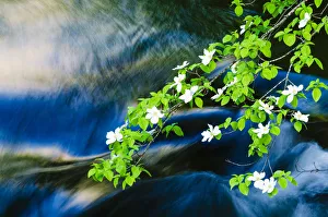 Images Dated 23rd May 2011: Mountain Dogwood (Cornus nuttallii) above the Merced River