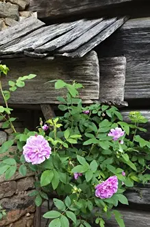 Oconaluftee Valley Prints: Mountain Farm Museum, Great Smoky Mountains National Park, North Carolina