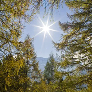 Dolomite Prints: Mountain forest with European Larch (Larix decidua) in the dolomites of South Tyrol