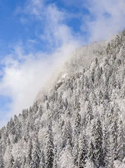 Reservoir Prints: Mountain forest at frozen Sylvenstein Reservoir near Bad Tolz in the Isar Valley of Karwendel mountain range during