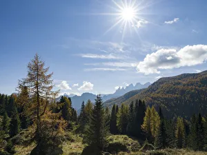 Dolomite Prints: Mountain forest near Passo San Pellegrino, view towards Pale di San Martino