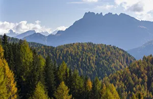 Larix Prints: Mountain forest in Val di San Pellegrino in in the dolomites of Trentino, Italy