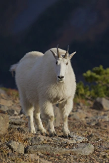 Images Dated 23rd September 2015: Mountain Goat
